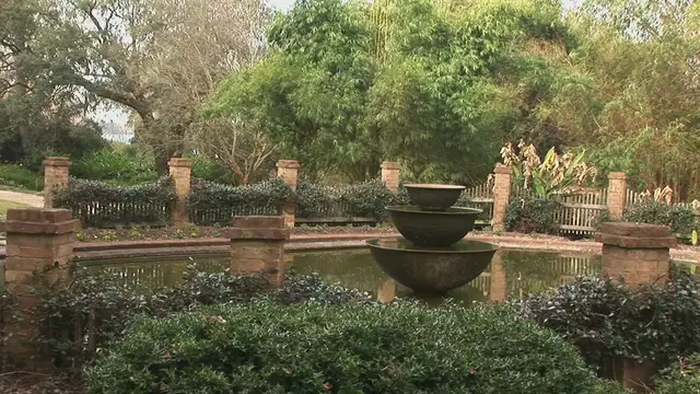 Video thumbnail for Boxwood Shrubs