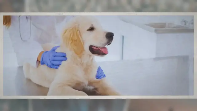 'Video thumbnail for Can My Dog Jump on The Couch After Heartworm Treatment?'