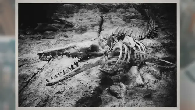 Video thumbnail for How Are Fossils Older than 60000 Years Dated?