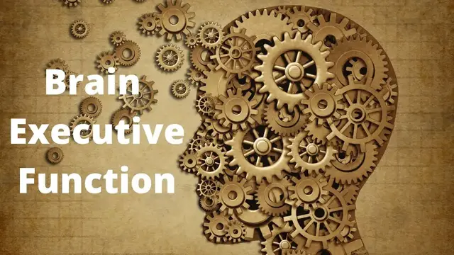 Video thumbnail for What Part of the Brain Controls Executive Function