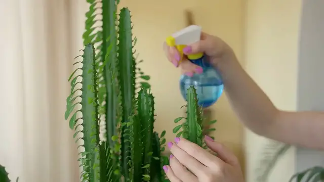 Video thumbnail for Cactus Pest Management Guide