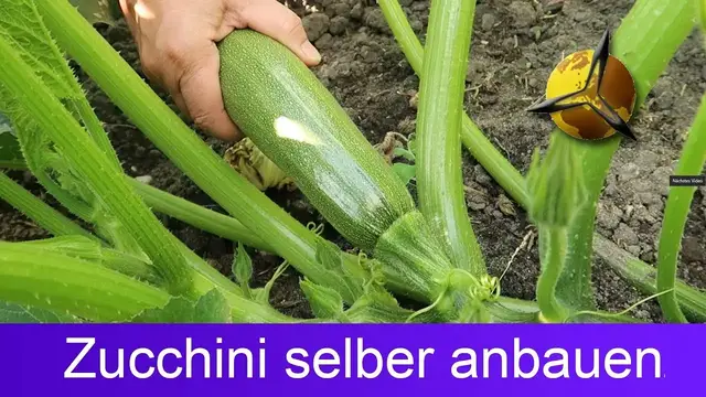 Video thumbnail for Zucchini selber pflanzen ernten lagern