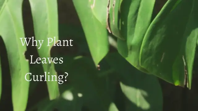 'Video thumbnail for Why Plant Leaves Curling'