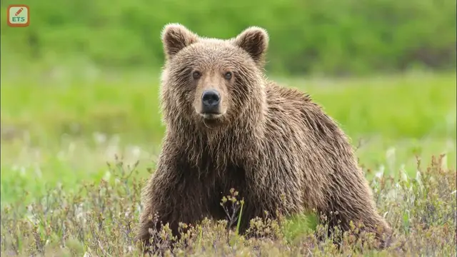 Video thumbnail for Bear - Simple Science in English