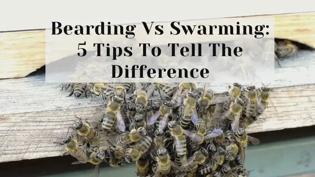 'Video thumbnail for Bearding Vs Swarming: 5 Tips To Tell The Difference'