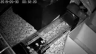 Video thumbnail for rat brun dans séche linge