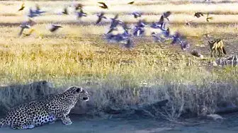 Video thumbnail for LEOPARD HUNTING JACKAL THAT IS HUNTING BIRDS