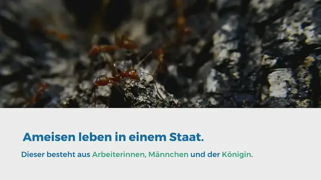 'Video thumbnail for Ameisenkönigin - Erkennen, Fangen'