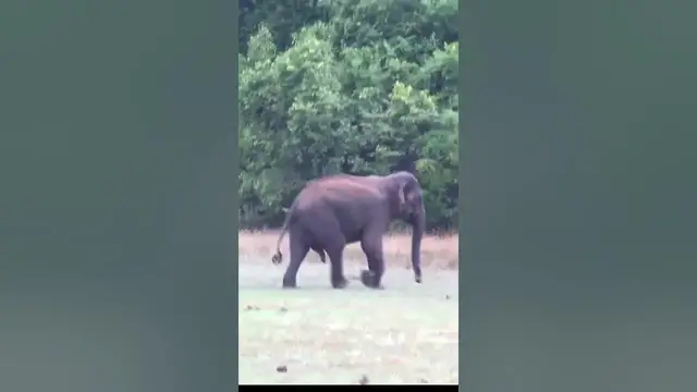 Video thumbnail for Terrified elephant runs away #shorts