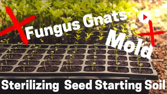 'Video thumbnail for Sterilizing Seed Starting Soil Mixtures. No More Mold & Fungus Gnats When Seed Starting. 🥬'