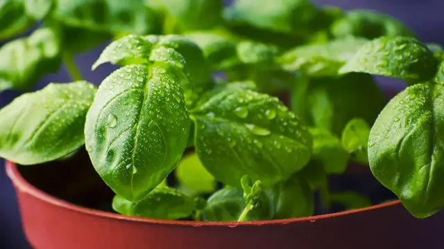 Video thumbnail for Is Basil A Perennial Or Annual Plant?