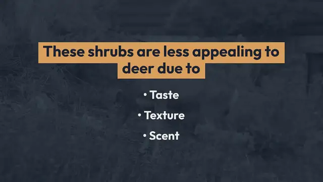 Video thumbnail for Deer Resistant Shrubs