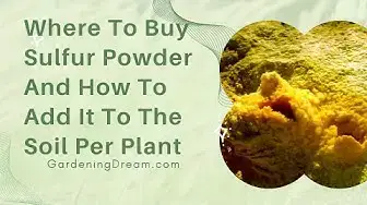 Video thumbnail for Where To Buy Sulfur Powder And How To Add It To The Soil