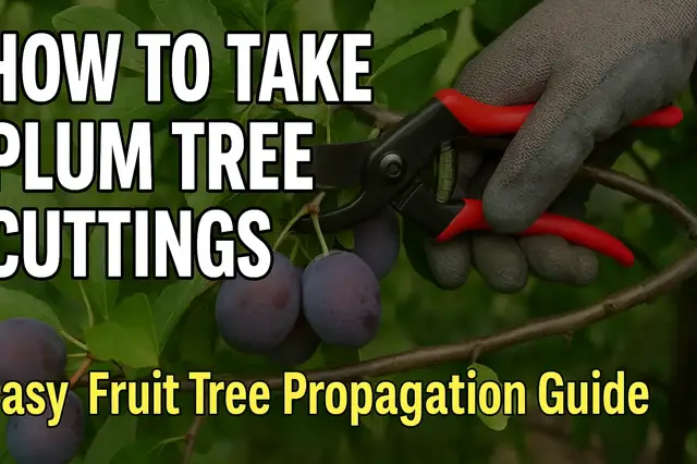 'Video thumbnail for ✅ How to Propagate Plum Trees from Cuttings | Easy Step-by-Step Guide for Growing Your Own Fruit Tree'