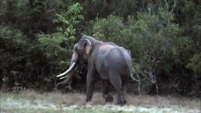 Video thumbnail for Elephant at night | Biggest tusker of Wilpattu