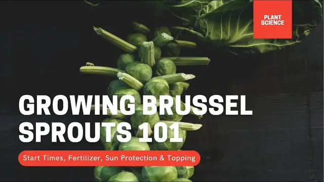 Video thumbnail for How To Grow Brussel Sprouts. Growing Brussel Sprouts In Cold Climates | Gardening in Canada