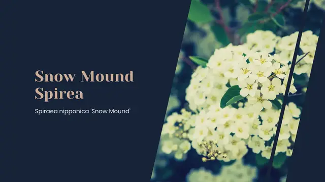 Video thumbnail for Snowmound Spirea Care