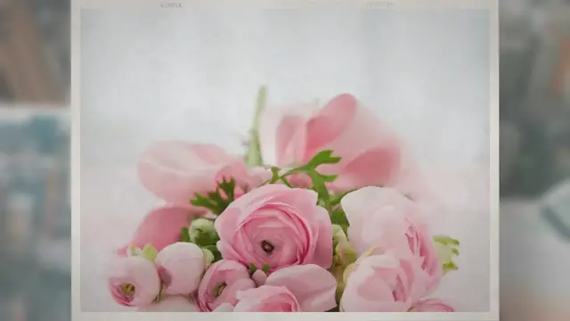 Video thumbnail for When Can You Plant Roses?