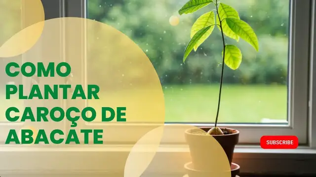 'Video thumbnail for Como Germinar Caroço de Abacate em Água 🥑 🥑'