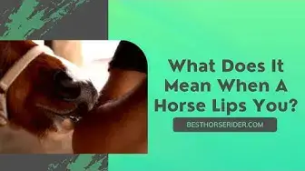 Video thumbnail for What Does It Mean When A Horse Lips You?