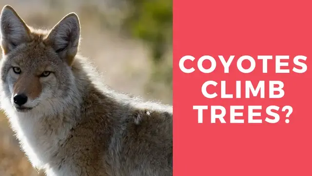 Video thumbnail for Can Coyotes Climb Trees?