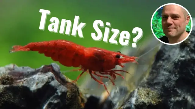 'Video thumbnail for Best Size Aquarium for Red Cherry Shrimp? HOW LARGE SHOULD A RED CHERRY SHRIMP AQUARIUM BE???'