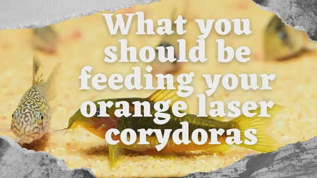 Video thumbnail for What you should be feeding your orange laser corydoras