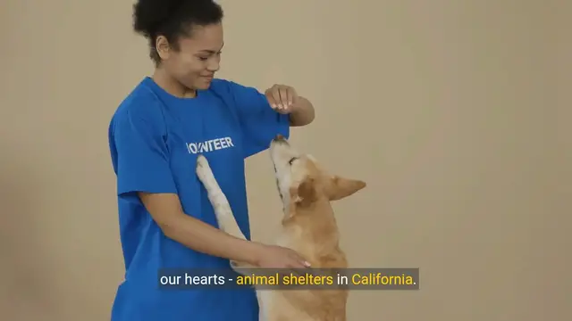 Video thumbnail for Rescuing Hope Inside Animal Shelters in California | Rescue, Rehabilitate, and Support