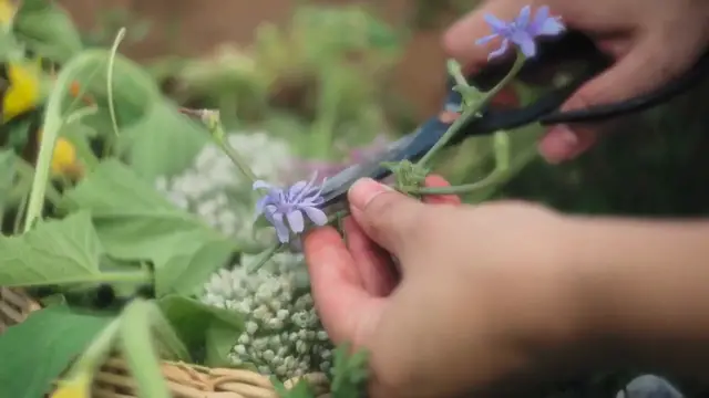 Video thumbnail for Propagating Lavender from Cuttings