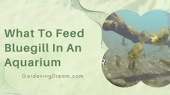 Video thumbnail for What To Feed Bluegill In An Aquarium