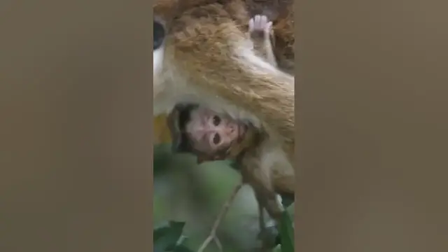 Video thumbnail for Baby monkey #shorts