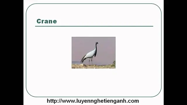 Video thumbnail for Learn English Vocabulary Through Pictures - Topic - Animals Lesson 06