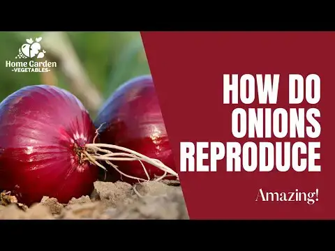 Video thumbnail for Video How Do Onions Reproduce