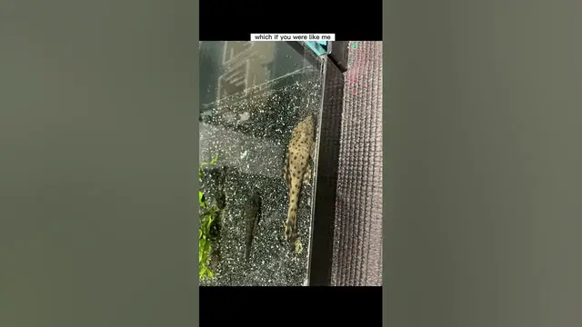 Video thumbnail for The best tank mates for monster predator fish #plecos #monsterfish