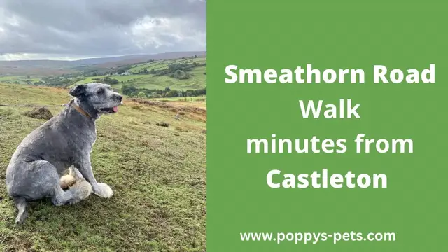 Video thumbnail for Come Along With Us As We Trek Along Beautiful Smeathorn Road With Our Senior Dog Teddy!