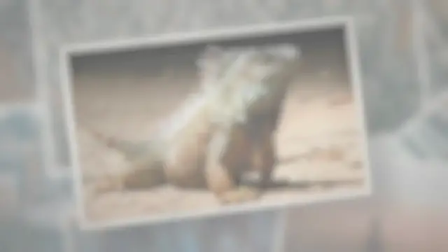 'Video thumbnail for How Do Reptiles Reproduce?'