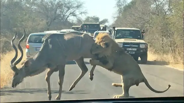 Video thumbnail for Male Lion Takes on Kudu in the Road