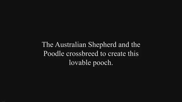 'Video thumbnail for New Types of Aussiedoodle Haircuts with Pictures - [2023]'