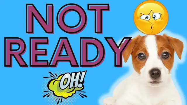Video thumbnail for I Didn't Expect This: What I Didn't Expect Adopting My Jack Russell Terrier