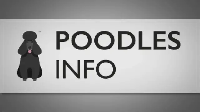 'Video thumbnail for What Poodle Mix Should I Get? How To Choose The Perfect Poodle Cross'