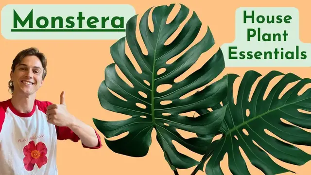 Video thumbnail for Monstera Deliciosa Complete Care ! How To Grow Well Houseplant Basics