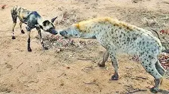 Video thumbnail for Wild Dogs & Hyenas Make Friends After Fighting