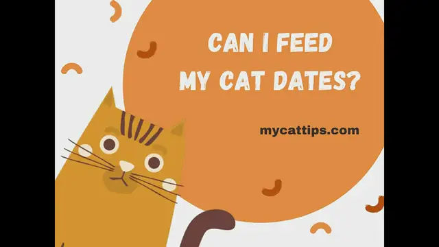 'Video thumbnail for Can I Feed My Cat Dates?'