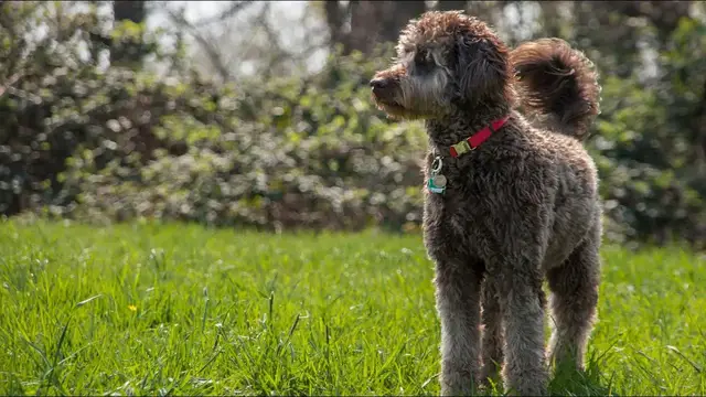 Video thumbnail for Labradoodle – mieszanka pudla i labradora. Poznaj bliżej opis tej rasy designerskiej!