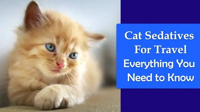 Video thumbnail for Cat Sedatives For Travel: Everything You Need to Know About