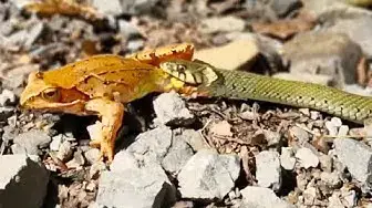 Video thumbnail for Snake Swallows Frog As it Tries to Escape