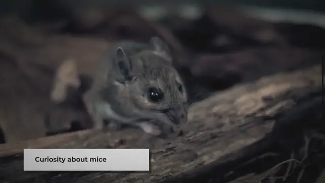 Video thumbnail for Do Mice Eat Spiders? | A Surprising Revelation