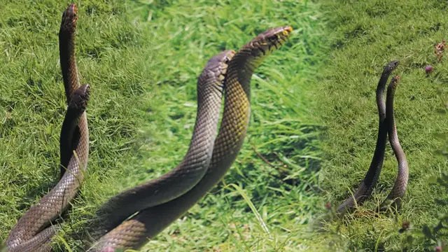 Video thumbnail for Big Snake Fight