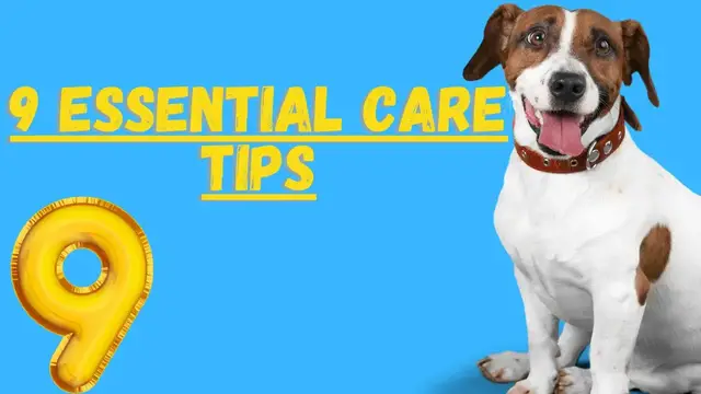 Video thumbnail for Caring For A Jack Russell Terrier (9 Essential Tips)