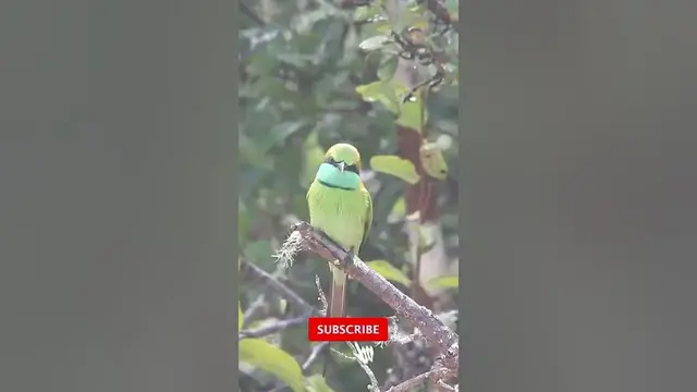 Video thumbnail for Little green bee-eater feeding on insects  #shorts